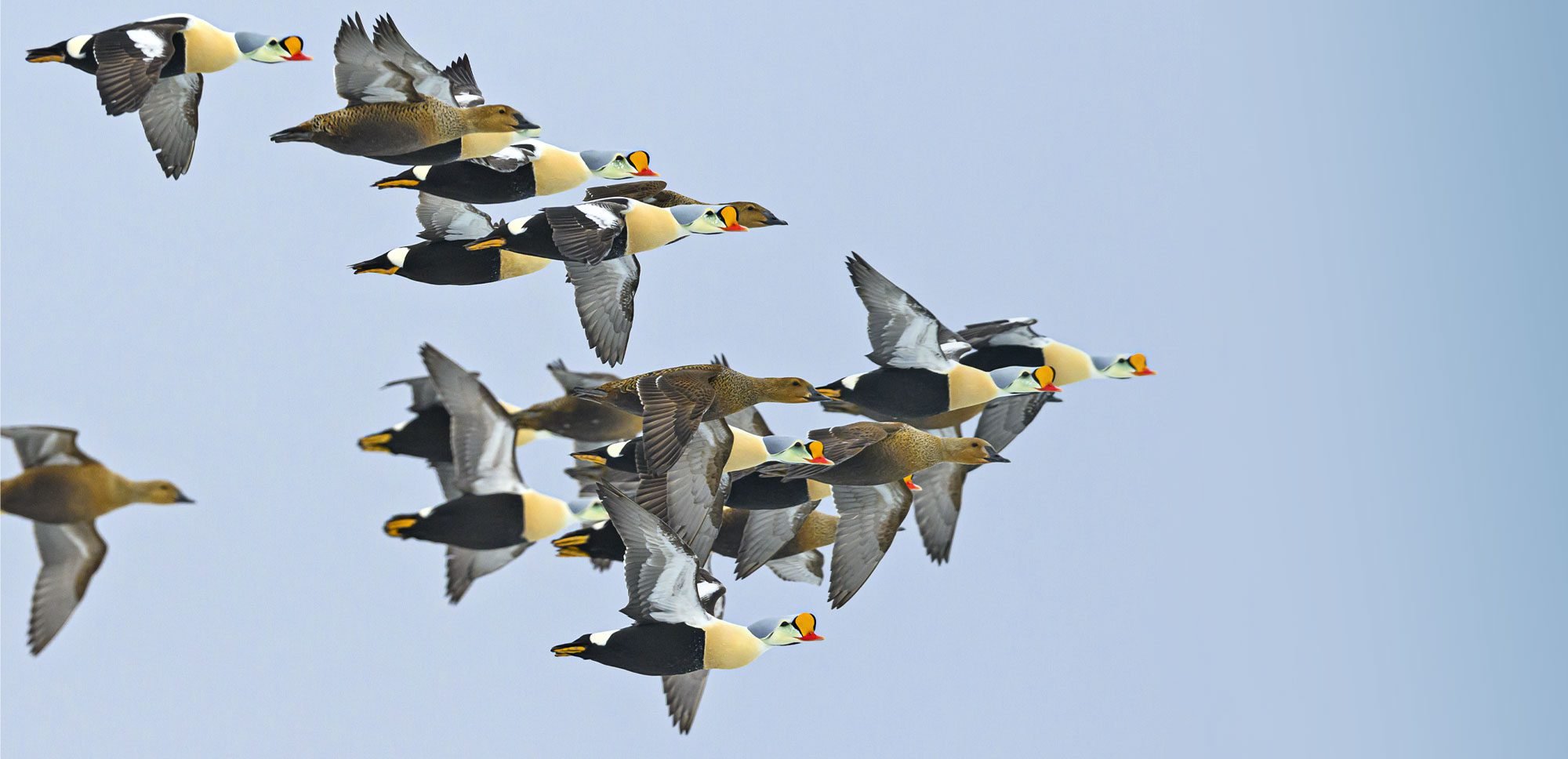 Banner-LB_Spring2024-King_Eiders-Gerrit_Vyn-2