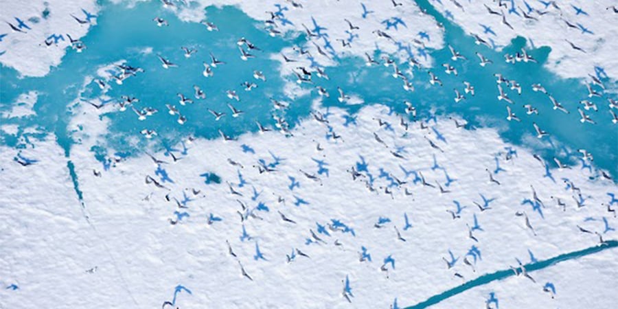 A group of Herring Gulls