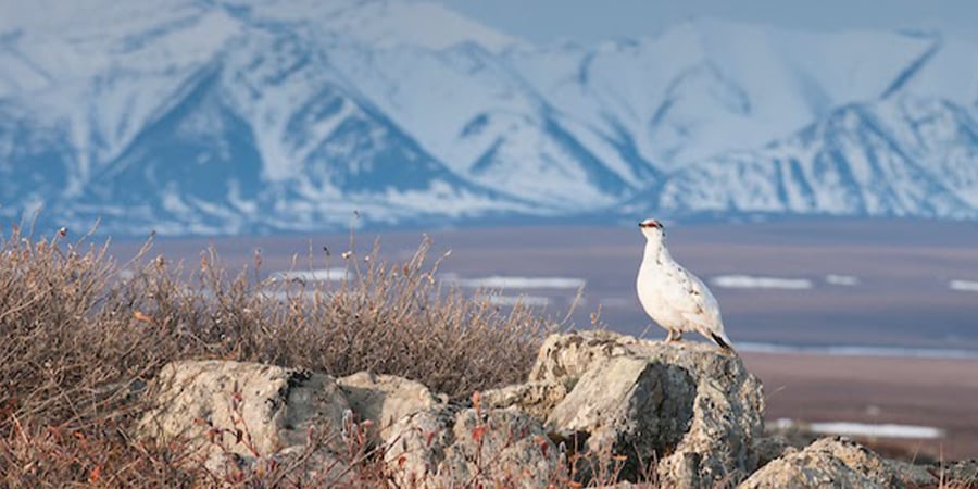 A ptarmigan in the Arctic