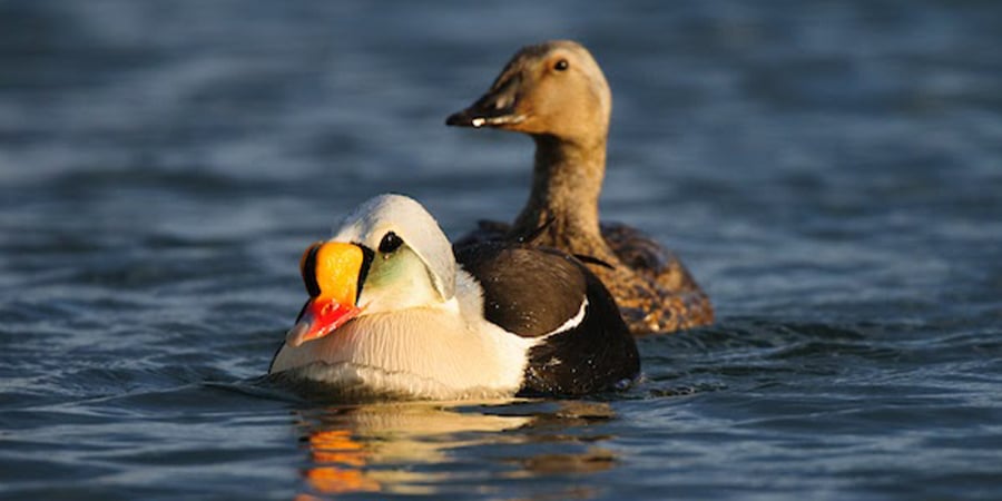 King Eider pair