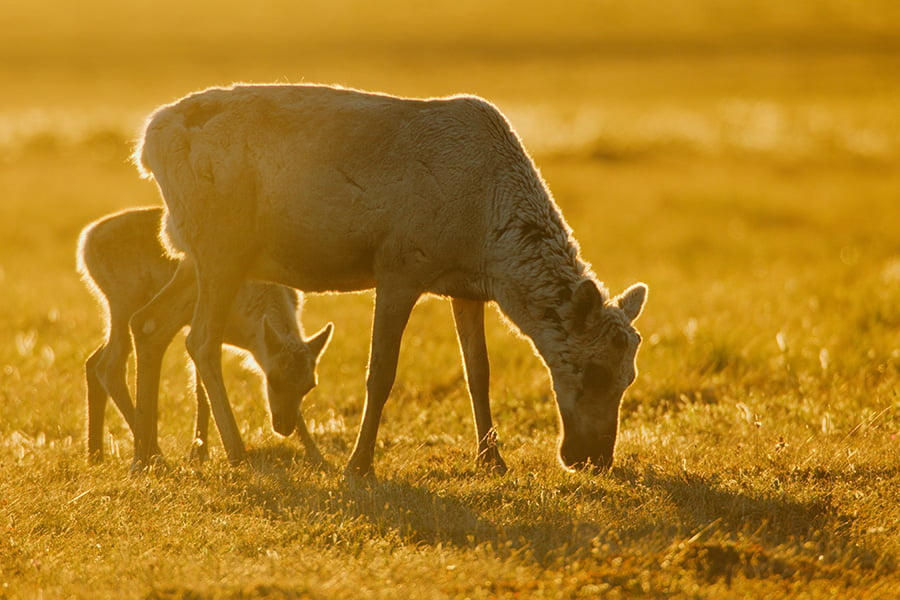 Caribou