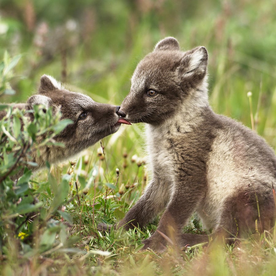 Cute But Tough - The Arctic Fox - Yukon Wildlife Preserve