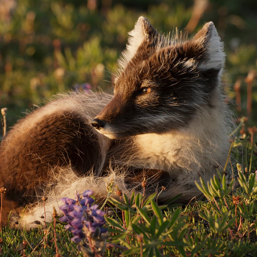 Arctic Fox 3