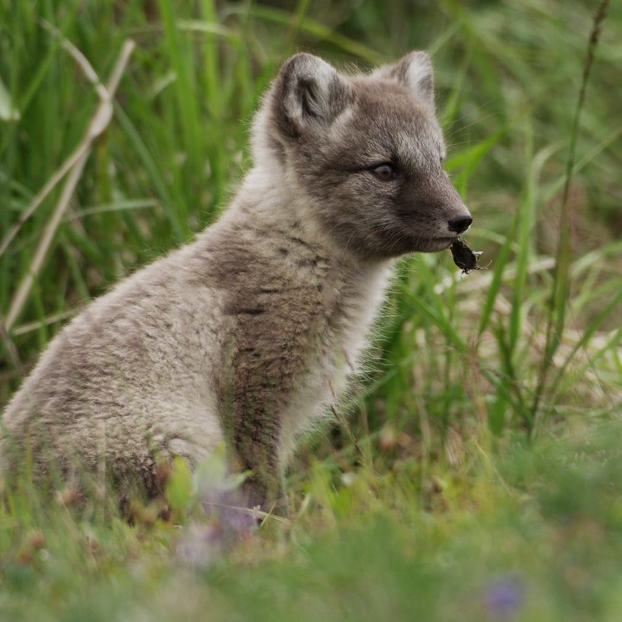 Arctic Fox 4