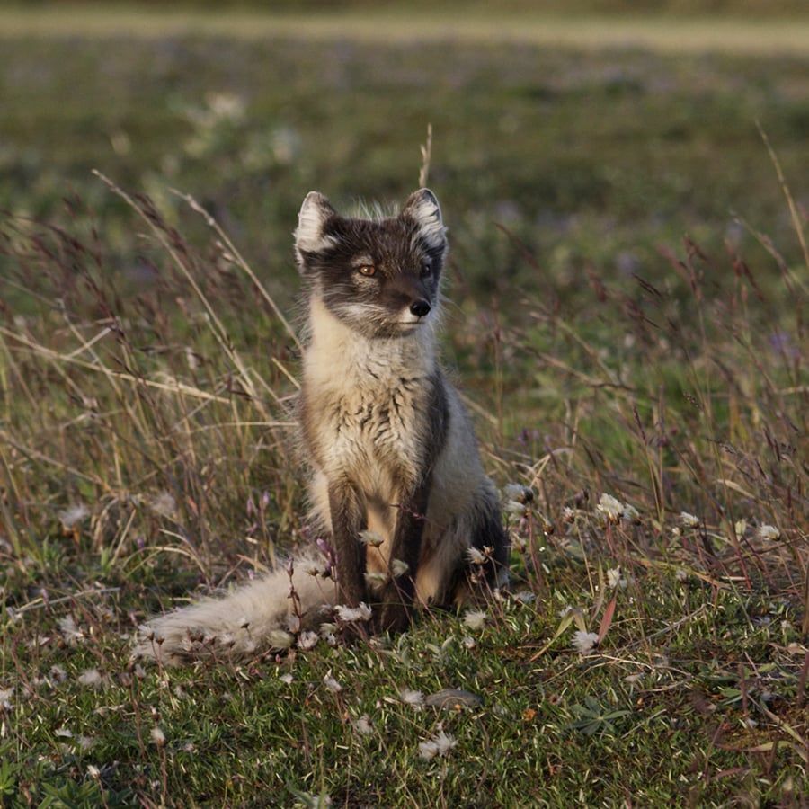 Arctic Fox 5