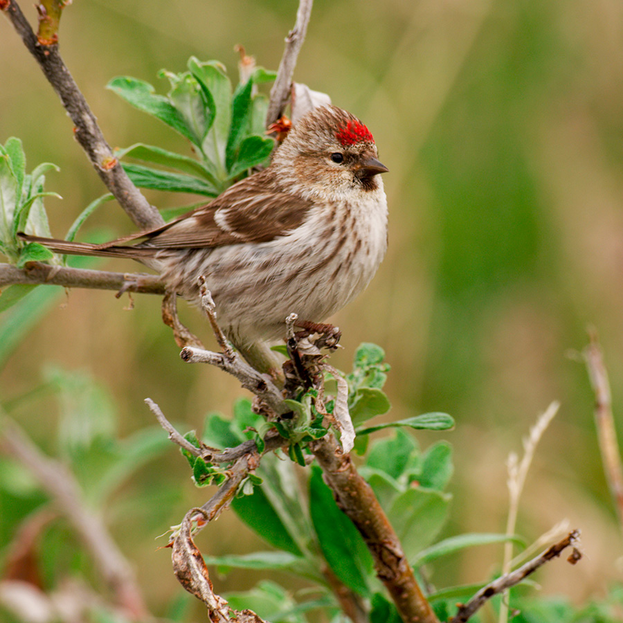 Arctic bird