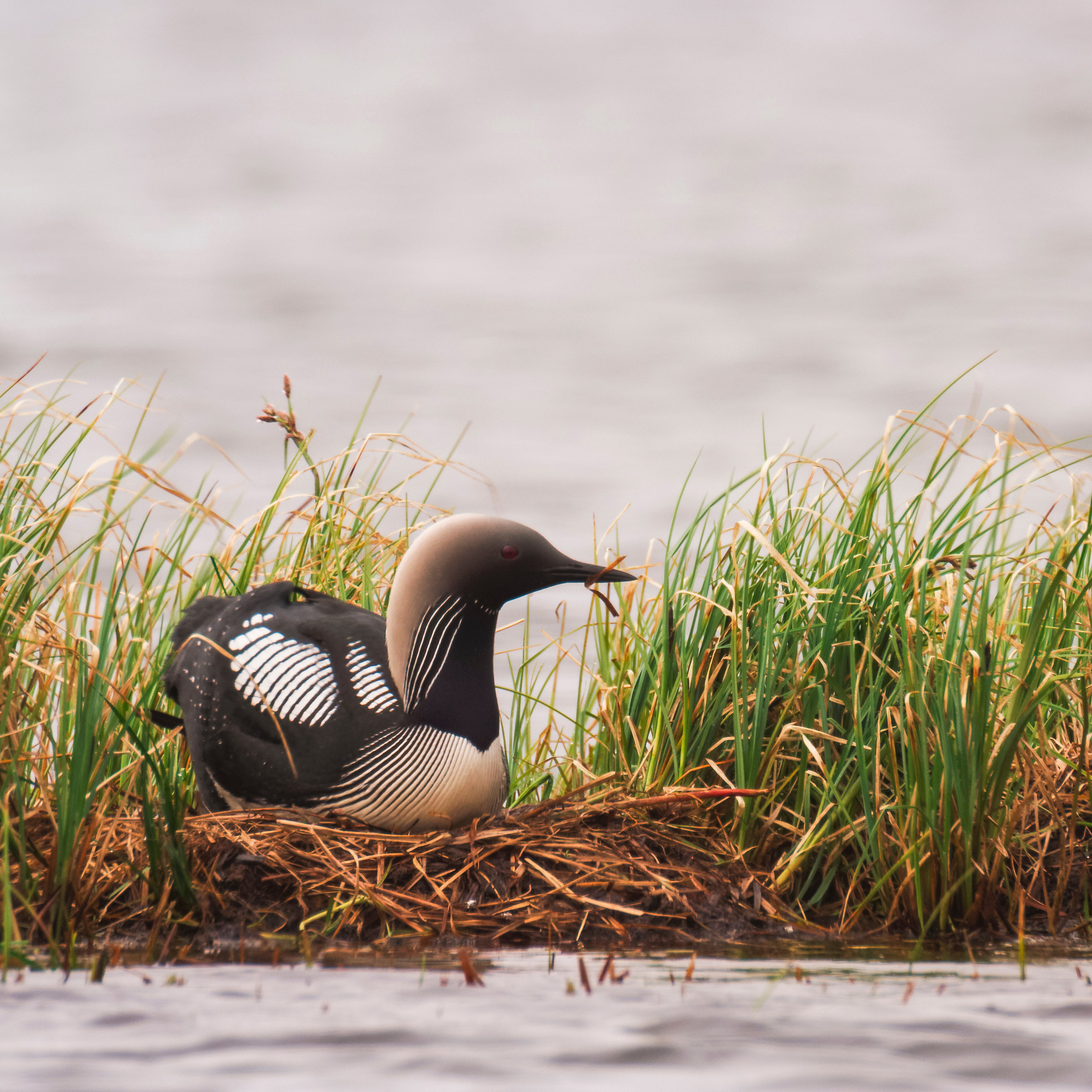 Arctic bird