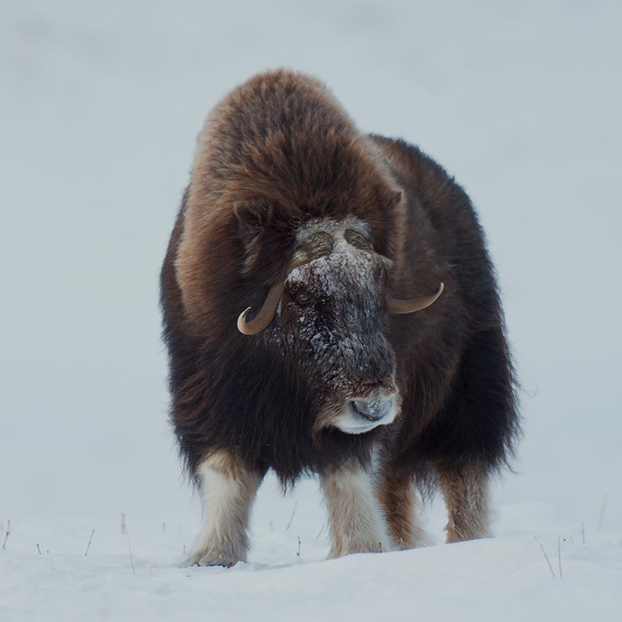 musk ox