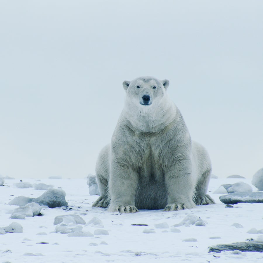 Polar bear