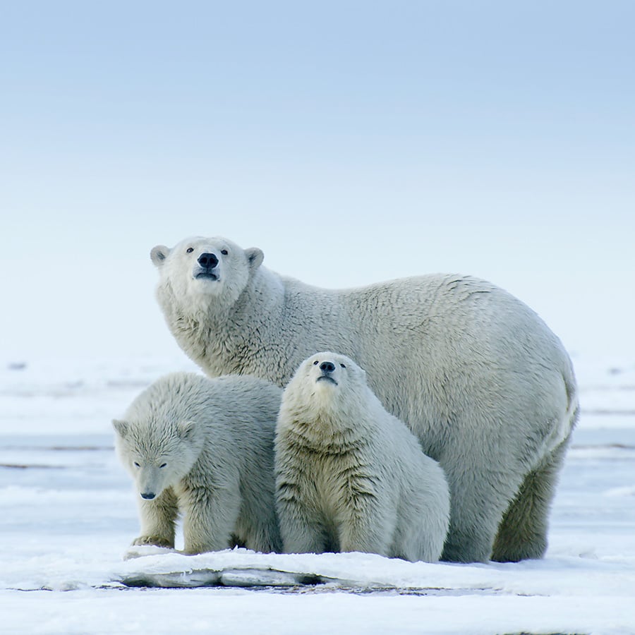 Polar bears