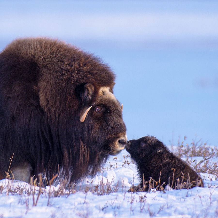 musk ox