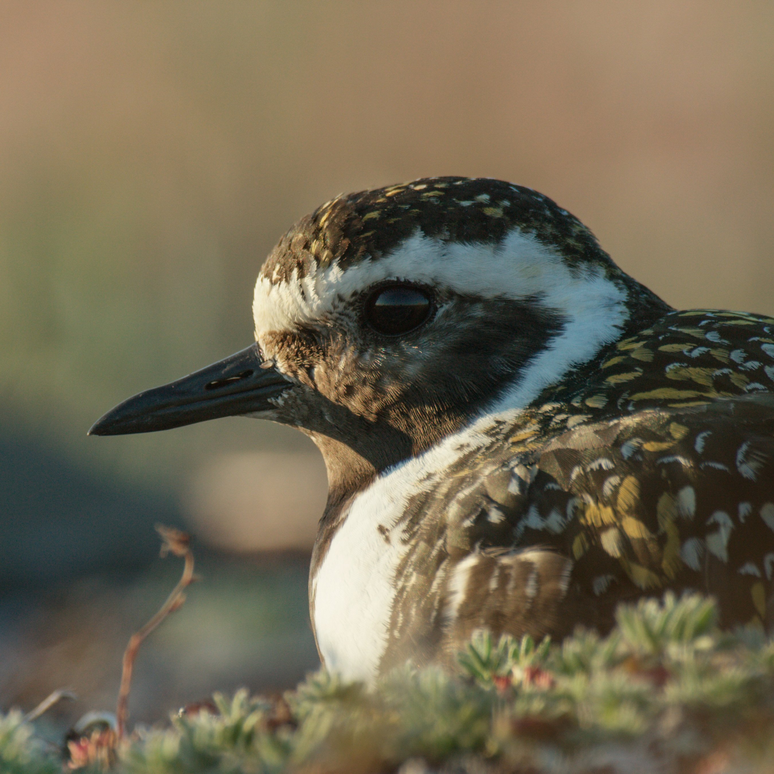 Arctic bird