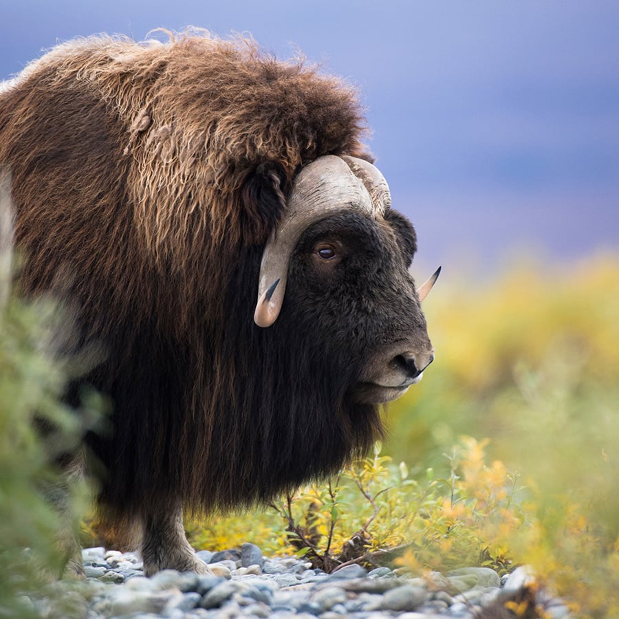 musk ox