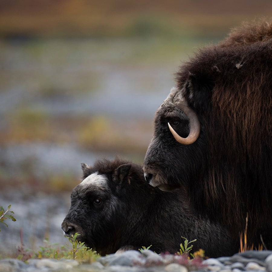 Musk ox