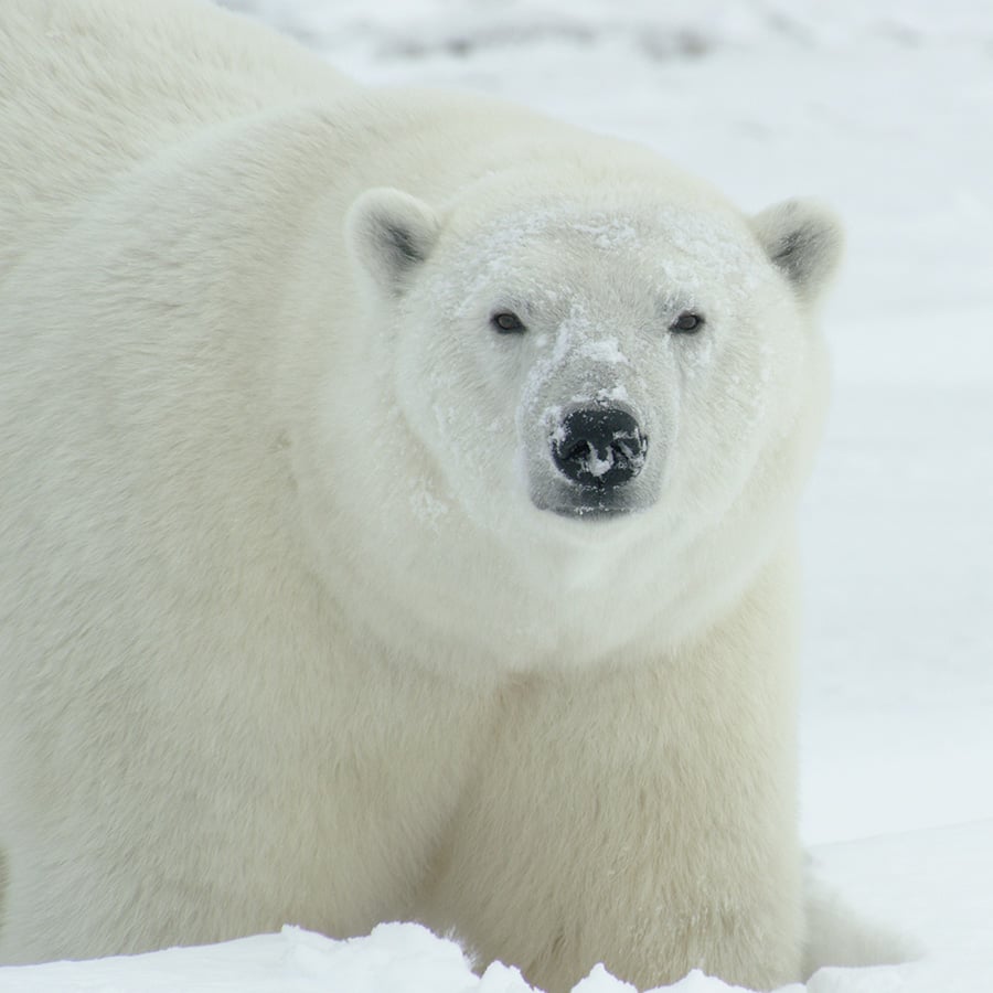 Polar bear