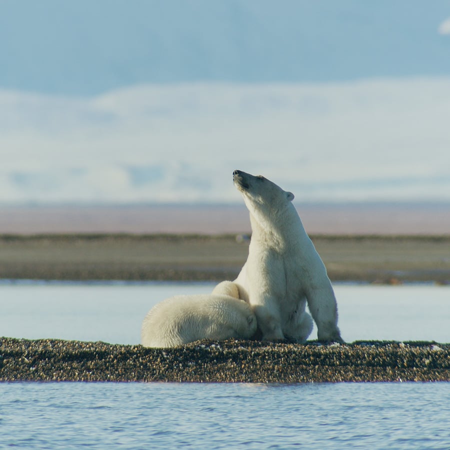 Polar bear