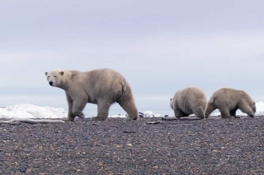 Polar Bear Stands Her Ground