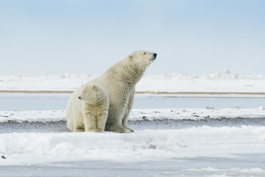 Polar bears_1