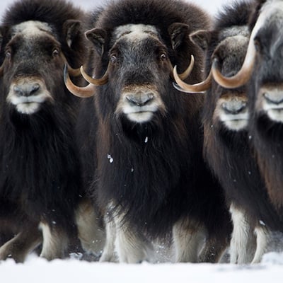 Musk Ox