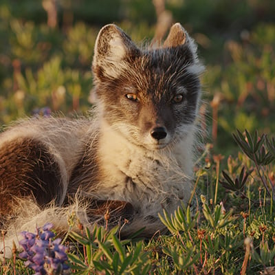 Arctic Fox