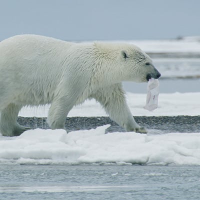 Polar bears