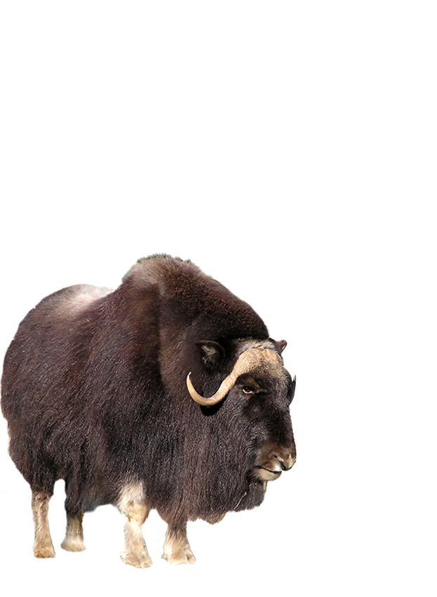 Muskox