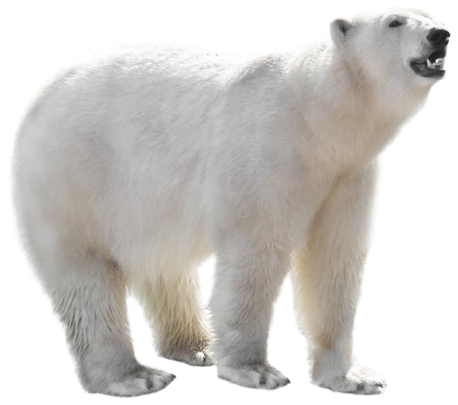 protect-the-arctic-img-bear