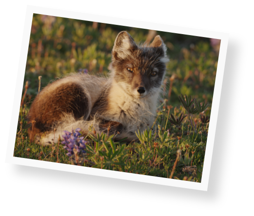 protect-the-arctic-img-fox