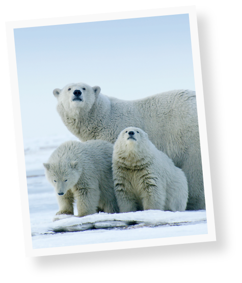 protect-the-arctic-img-polabears